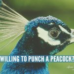 Am I Willing to Punch a Peacock? - Ava Love Hanna