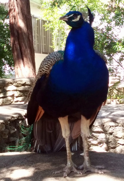 Mayfield Park Peacock - Austin