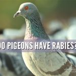 Do Pigeons Have Rabies? Asking for a Friend.
